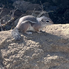 Ammospermophilus harrisii