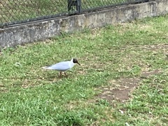 Chroicocephalus maculipennis