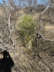 Yucca elata
