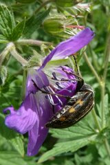 Brachyta interrogationis