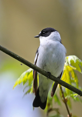 Ficedula albicollis