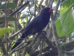 Saltator fuliginosus