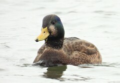 Anas rubripes × platyrhynchos