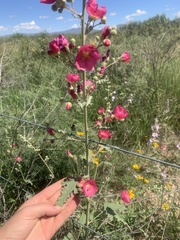 Sphaeralcea angustifolia