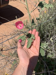 Sphaeralcea angustifolia