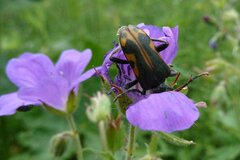 Brachyta interrogationis