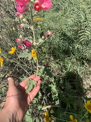 Sphaeralcea angustifolia