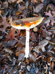 Amanita muscaria flavivolvata