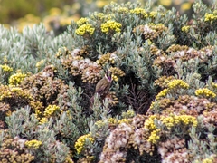 Oxypogon stuebelii