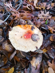 Amanita muscaria flavivolvata