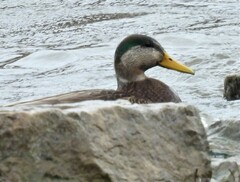 Anas rubripes × platyrhynchos