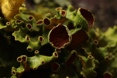 Pseudocyphellaria clathrata