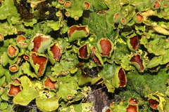 Pseudocyphellaria clathrata