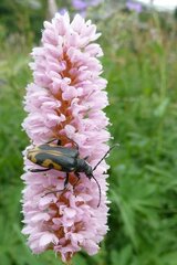 Brachyta interrogationis