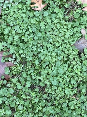 Oxalis corniculata
