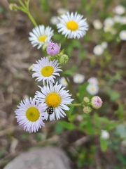 Coccinula quatuordecimpustulata