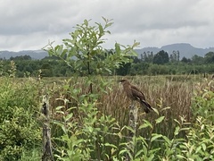 Daptrius chimango temucoensis