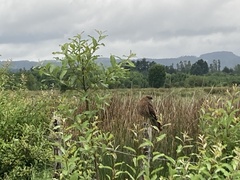 Daptrius chimango temucoensis
