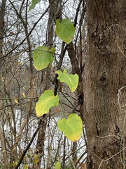 Smilax tamnoides