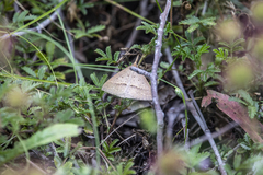 Epidesmia hypenaria
