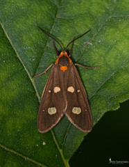 Dysauxes famula