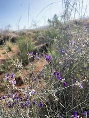 Psorothamnus scoparius