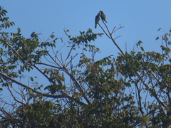 Amazona leucocephala