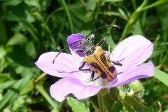 Brachyta interrogationis