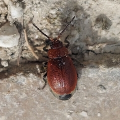 Galeruca rufa