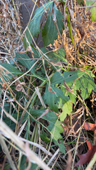 Rudbeckia laciniata