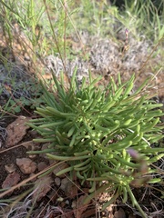 Phemeranthus confertiflorus