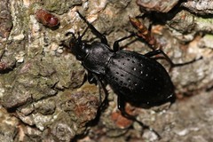 Carabus hortensis