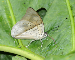 Archaeoprepona amphimachus