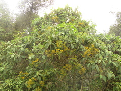 Verbesina arborea