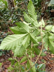 Allophylus psilospermus