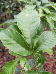 Allophylus psilospermus