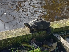 Graptemys ouachitensis