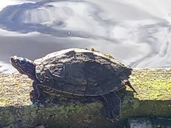 Graptemys ouachitensis