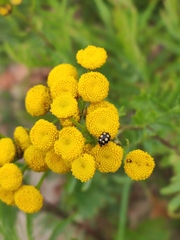 Coccinula quatuordecimpustulata