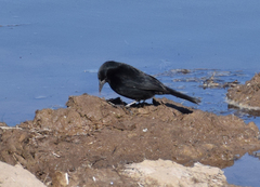 Agelasticus cyanopus