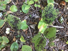Symphoricarpos albus albus