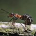 Formica rufa - Photo (c) Nic Relton, μερικά δικαιώματα διατηρούνται (CC BY-NC)