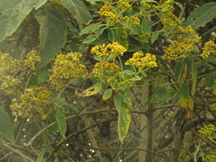 Verbesina arborea