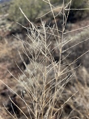 Leptochloa