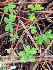 Geranium potentilloides
