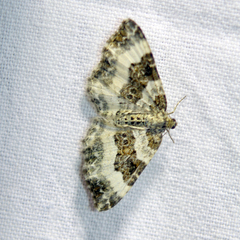 Epirrhoe rivata