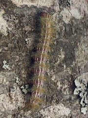 Ormiscodes amphimone