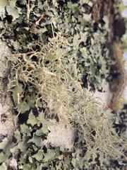 Ormiscodes amphimone