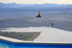 Ptyonoprogne fuligula