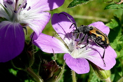 Brachyta interrogationis